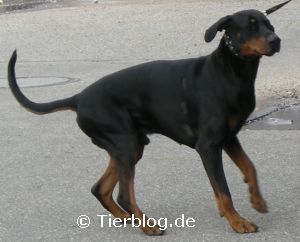 dobermann.jpg