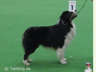 hunde11.jpg