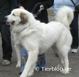 pyrenaenberghund.jpg