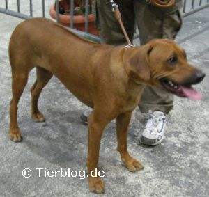 rhodesian-ridgeback.jpg