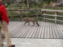 gepard.jpg