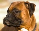 boxer.jpg
