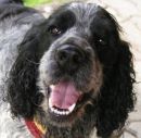 cocker.jpg