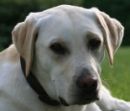 labrador.jpg