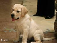 labrador1
