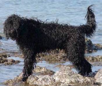 portugiesischer-wasserhund