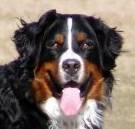 berner