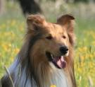 collie