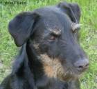 jagdterrier